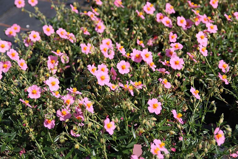 Helianthemum x cult.'Lawrensons Pink'