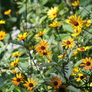 Heliopsis helianth.scabra 'Summer Nights'