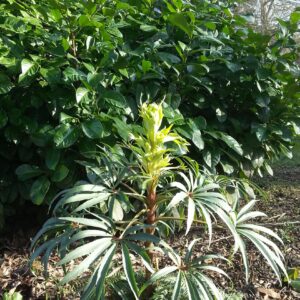 Helleborus foetidus