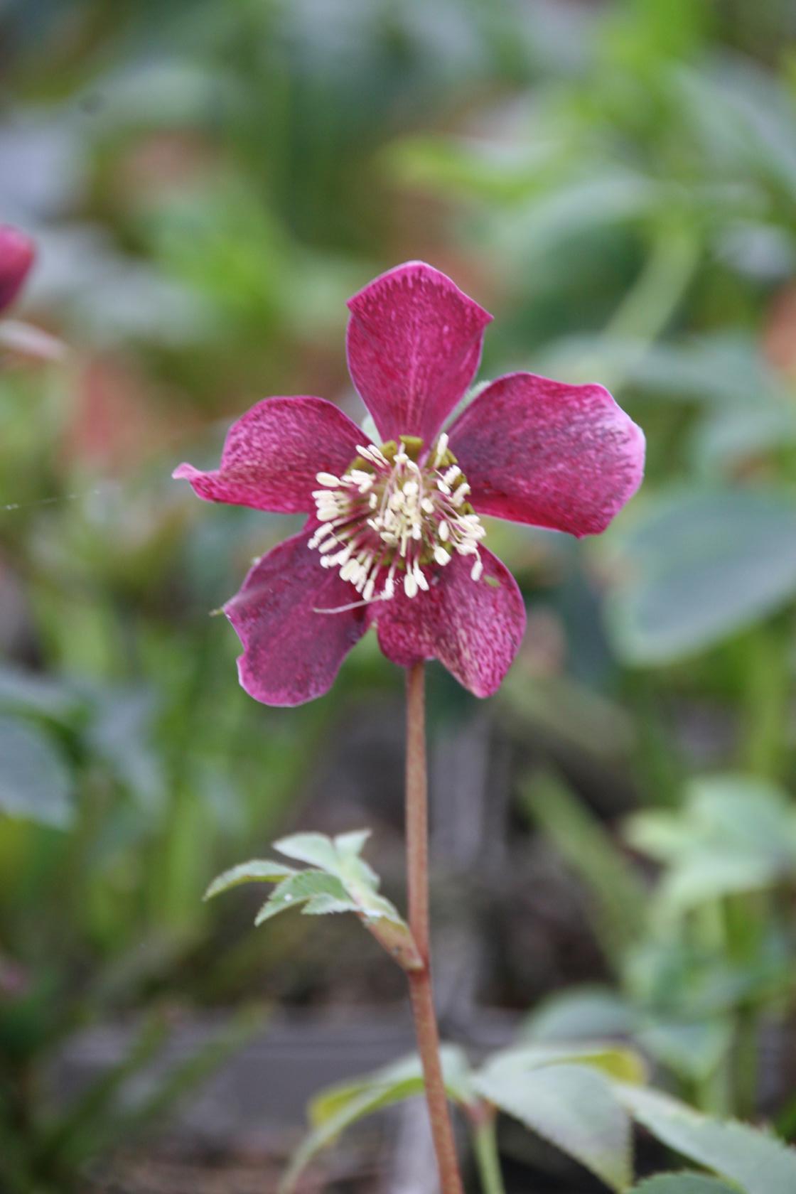 Helleborus x orientalis 'Pretty Ellen Red'
