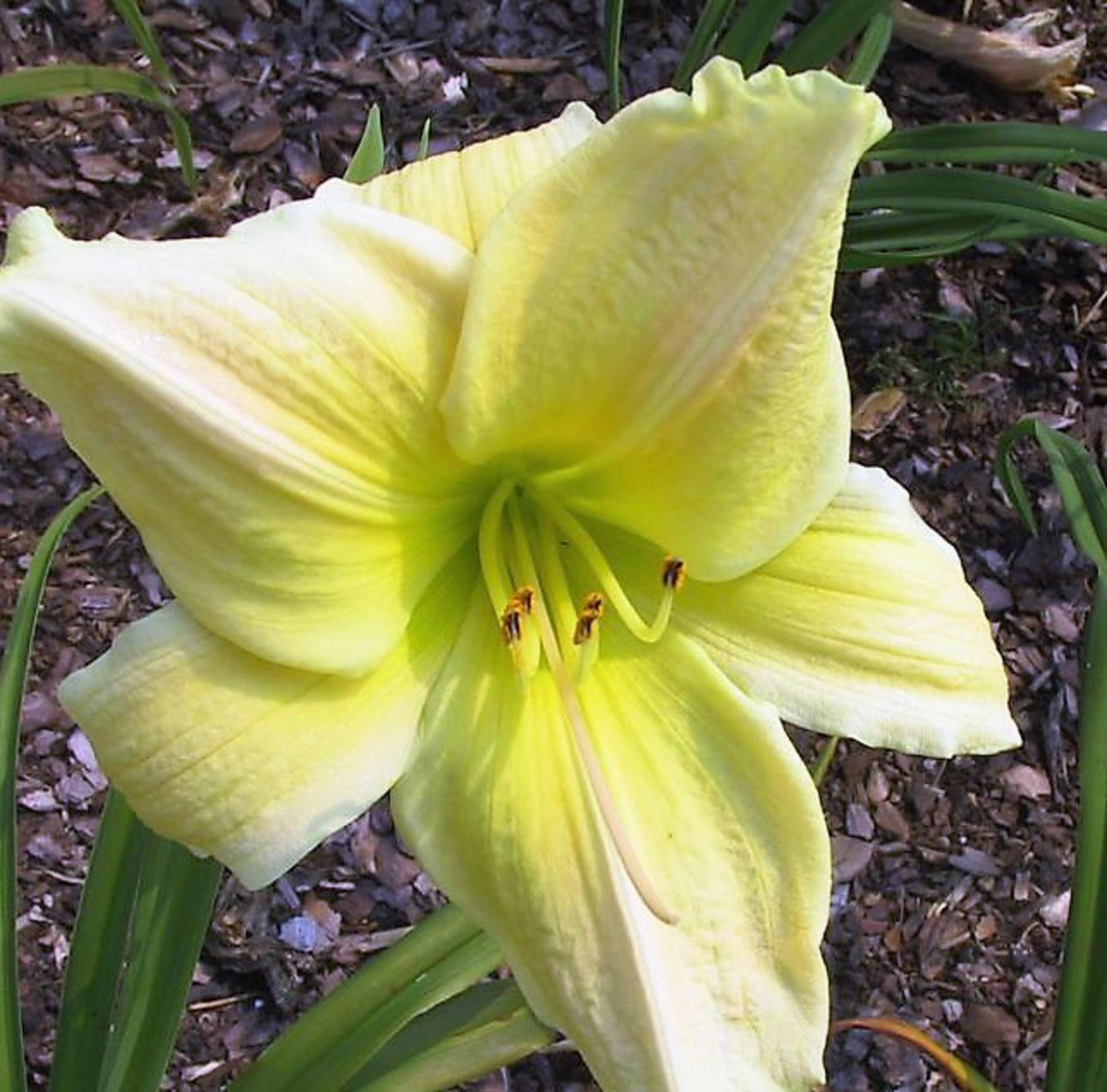 Hemerocallis x cult. 'Pistachio Mint'