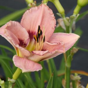 Hemerocallis x cult. 'I see you'