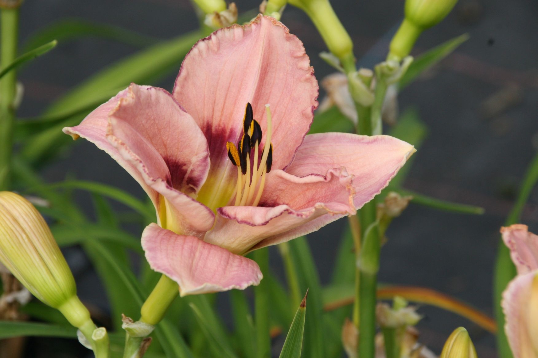 Hemerocallis x cult. 'I see you'