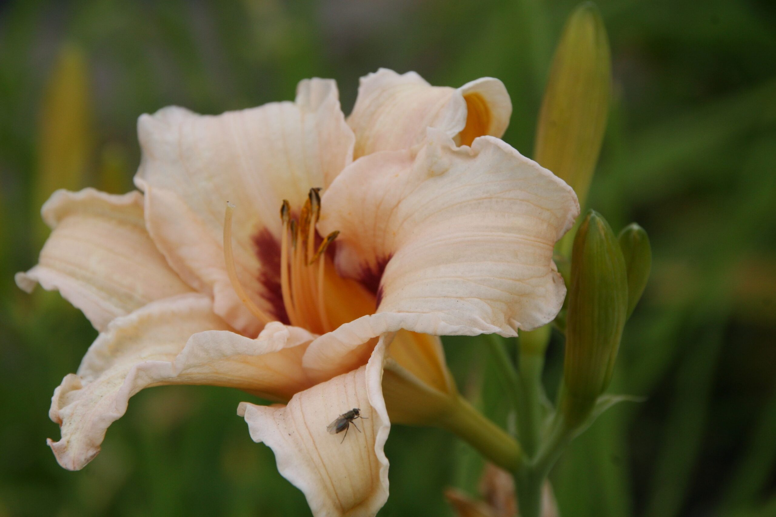 Hemerocallis x cult. 'Lynn Hall'