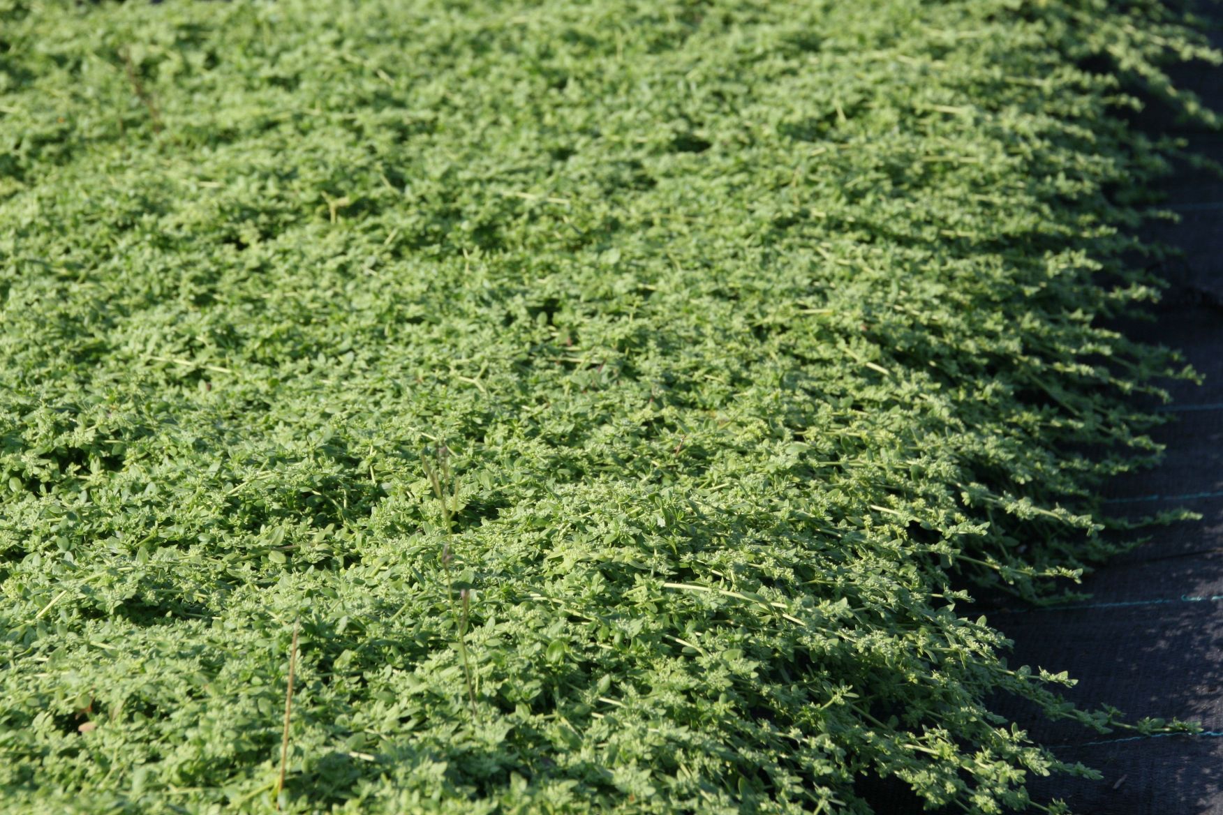 Herniaria glabra 'Serpyllifolia'