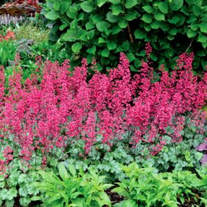 Heuchera x cult. 'Paris' (S)
