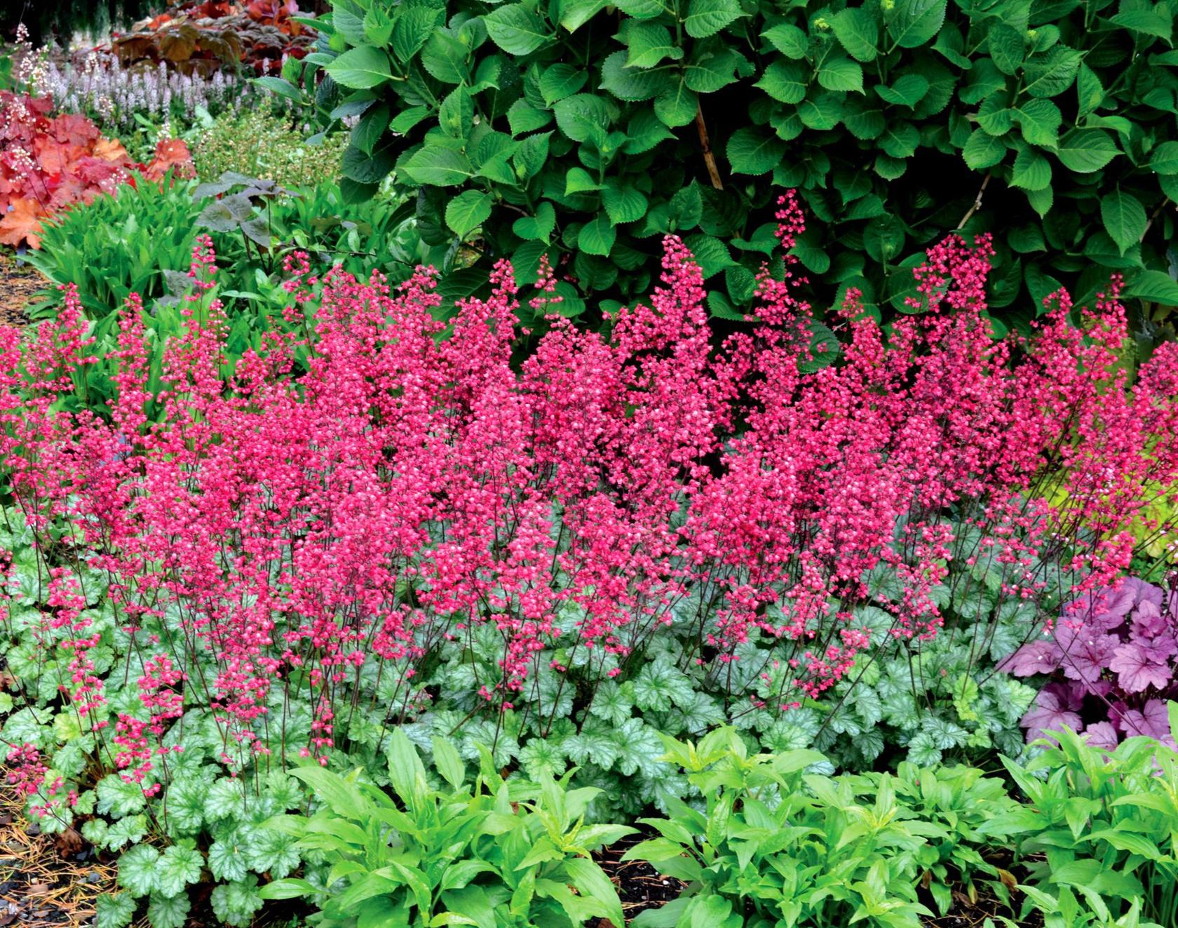 Heuchera x cult. 'Paris' (S)