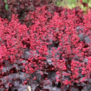 Heuchera micrantha 'Black Forest Cake' (S)