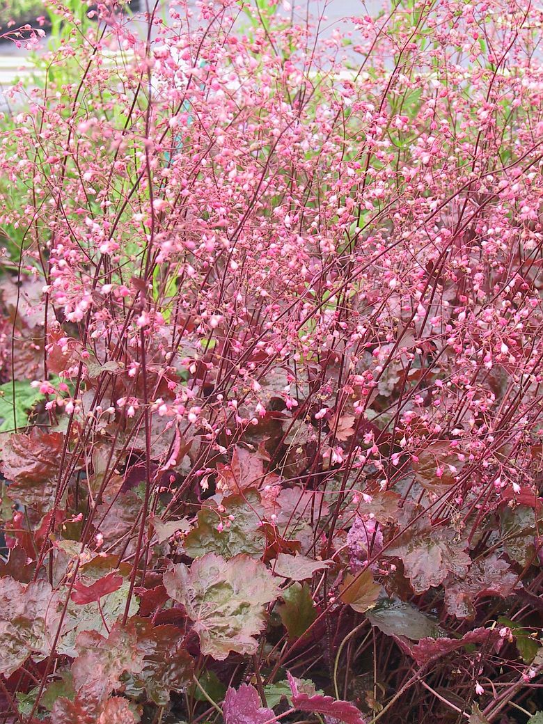 Heuchera micrantha 'Rachel'