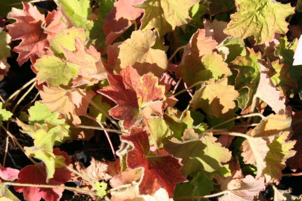 Heuchera villosa var. macrorrhiza