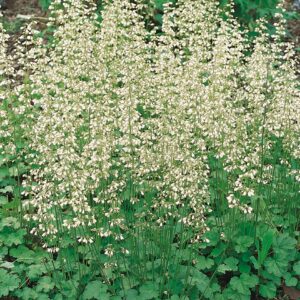 Heuchera sanguinea 'White Cloud'