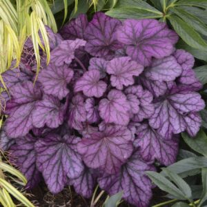 Heuchera x cult. 'Wild Rose' (S)