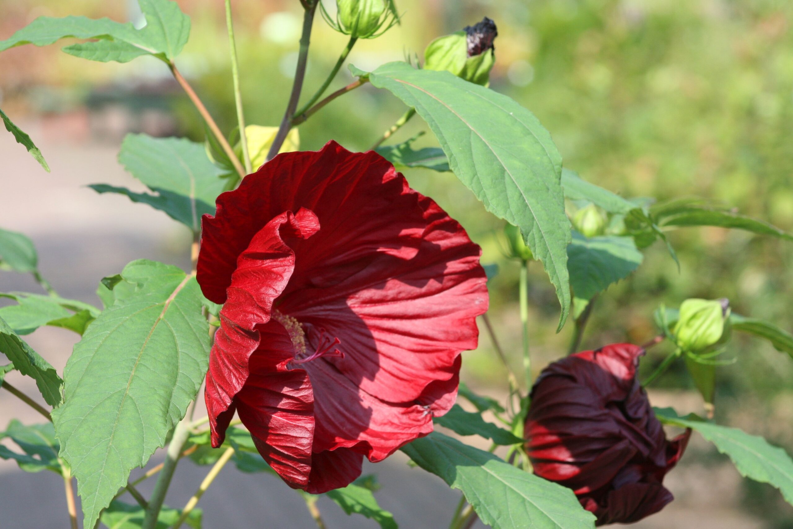 Hibiscus moscheutos 'Cranberry Crush' (S)