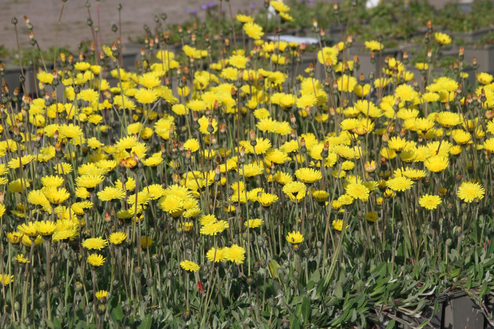 Hieracium pilosella