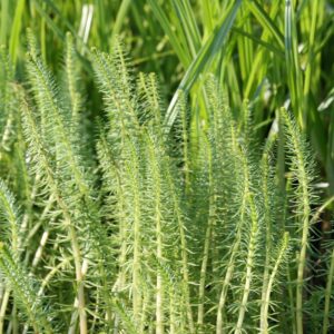 Hippuris vulgaris