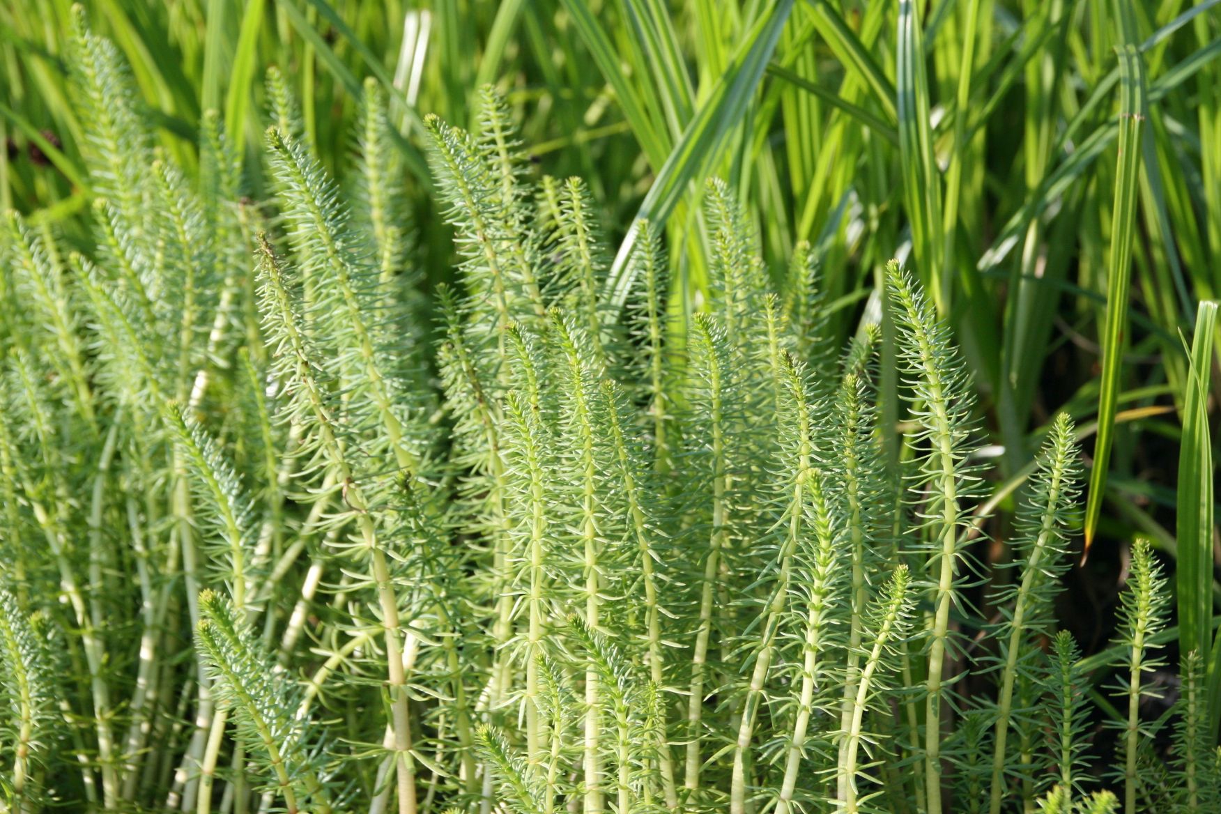 Hippuris vulgaris