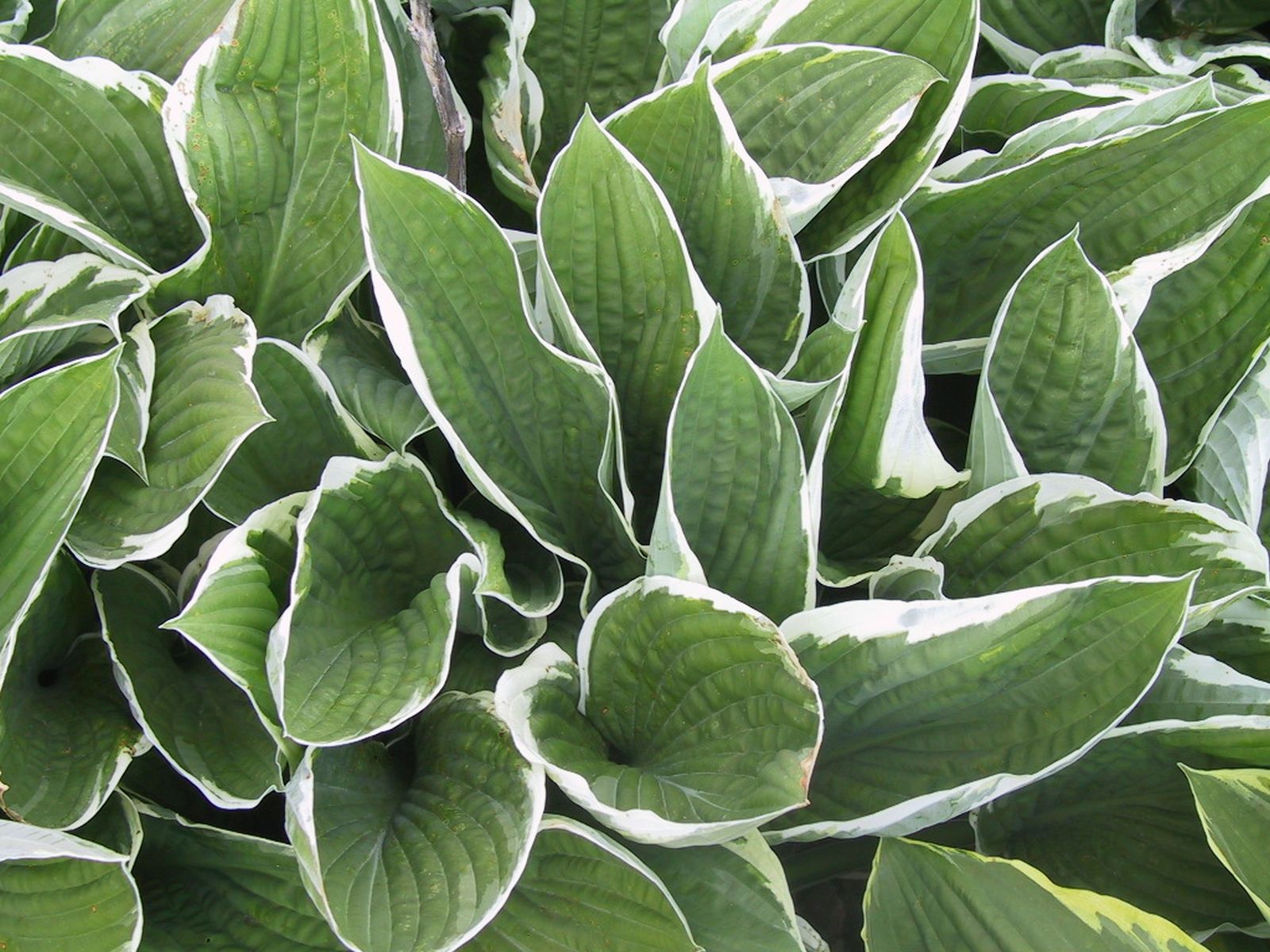 Hosta x fortunei 'Francee'