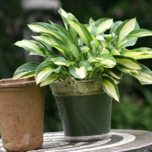 Hosta x cult. Gypsy Rose