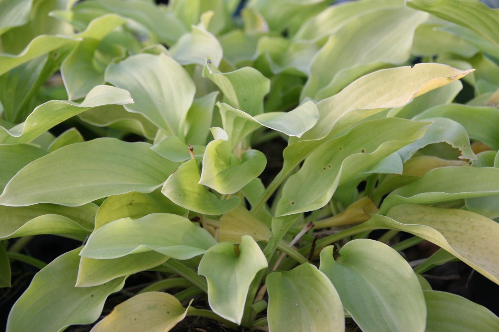 Hosta plantaginea 'Honeybells'