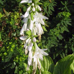Hosta plantaginea 'Royal Standard'