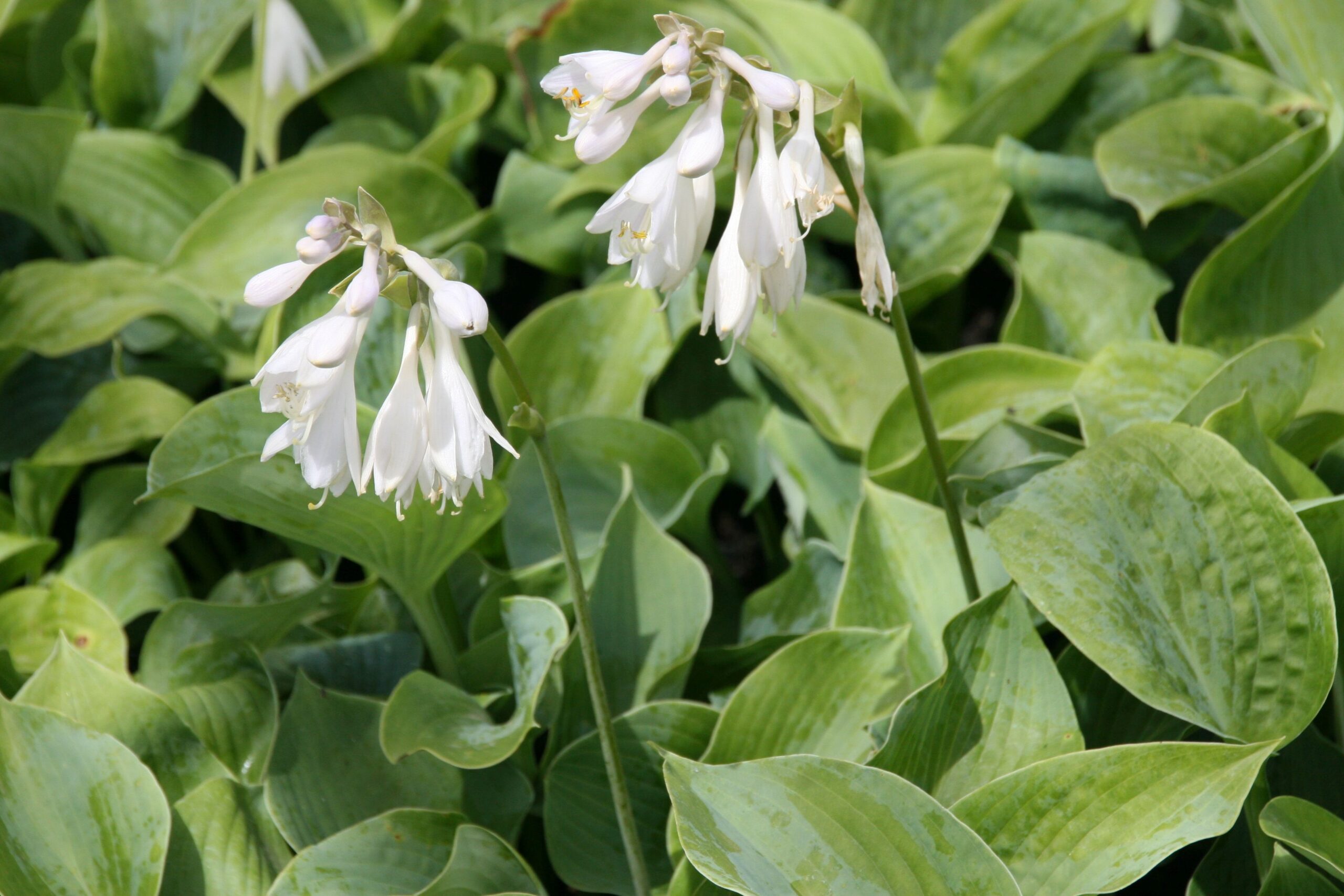 Hosta sieboldiana