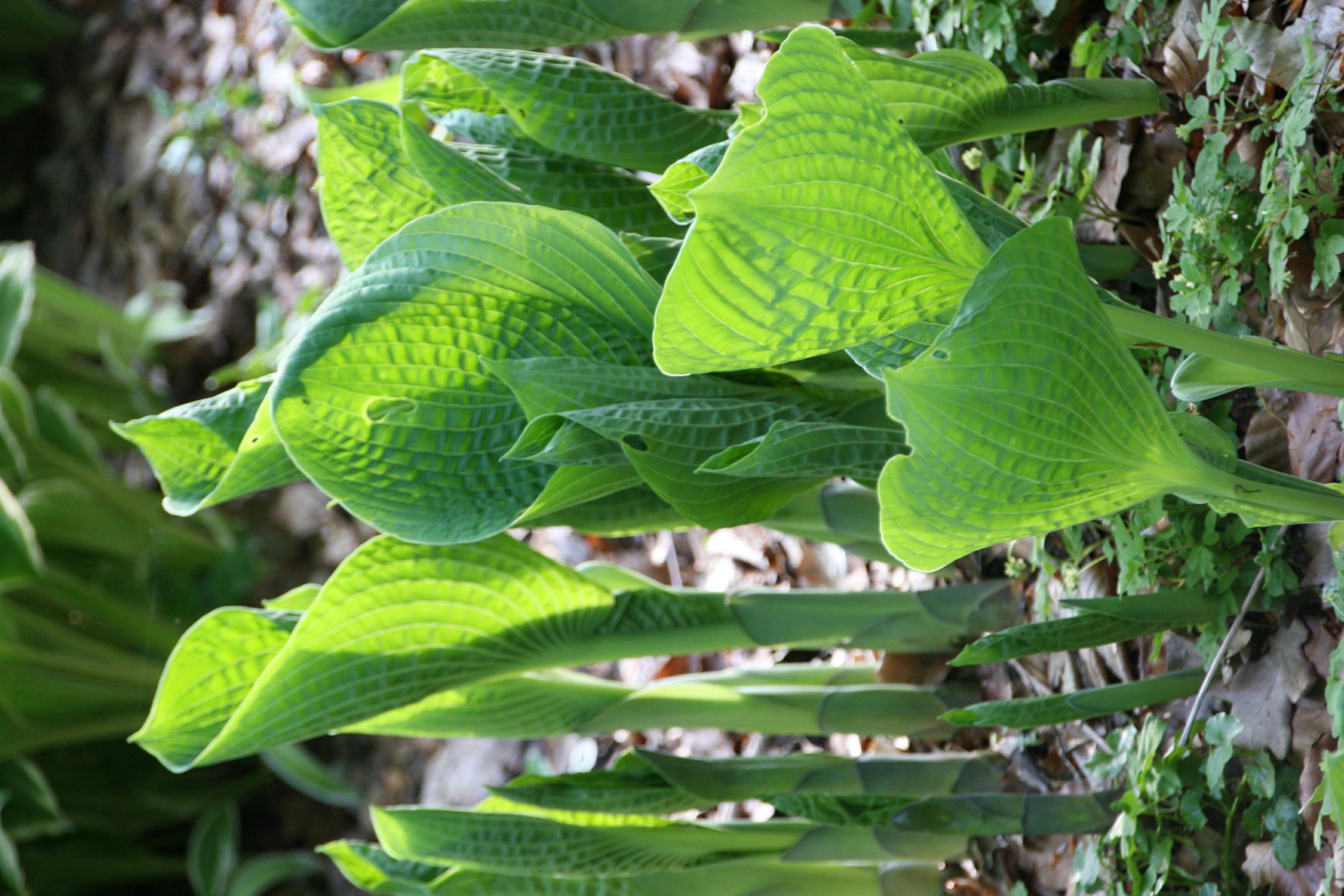 Hosta sieboldiana Elegans'