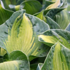 Hosta sieboldiana 'Golden Meadows'