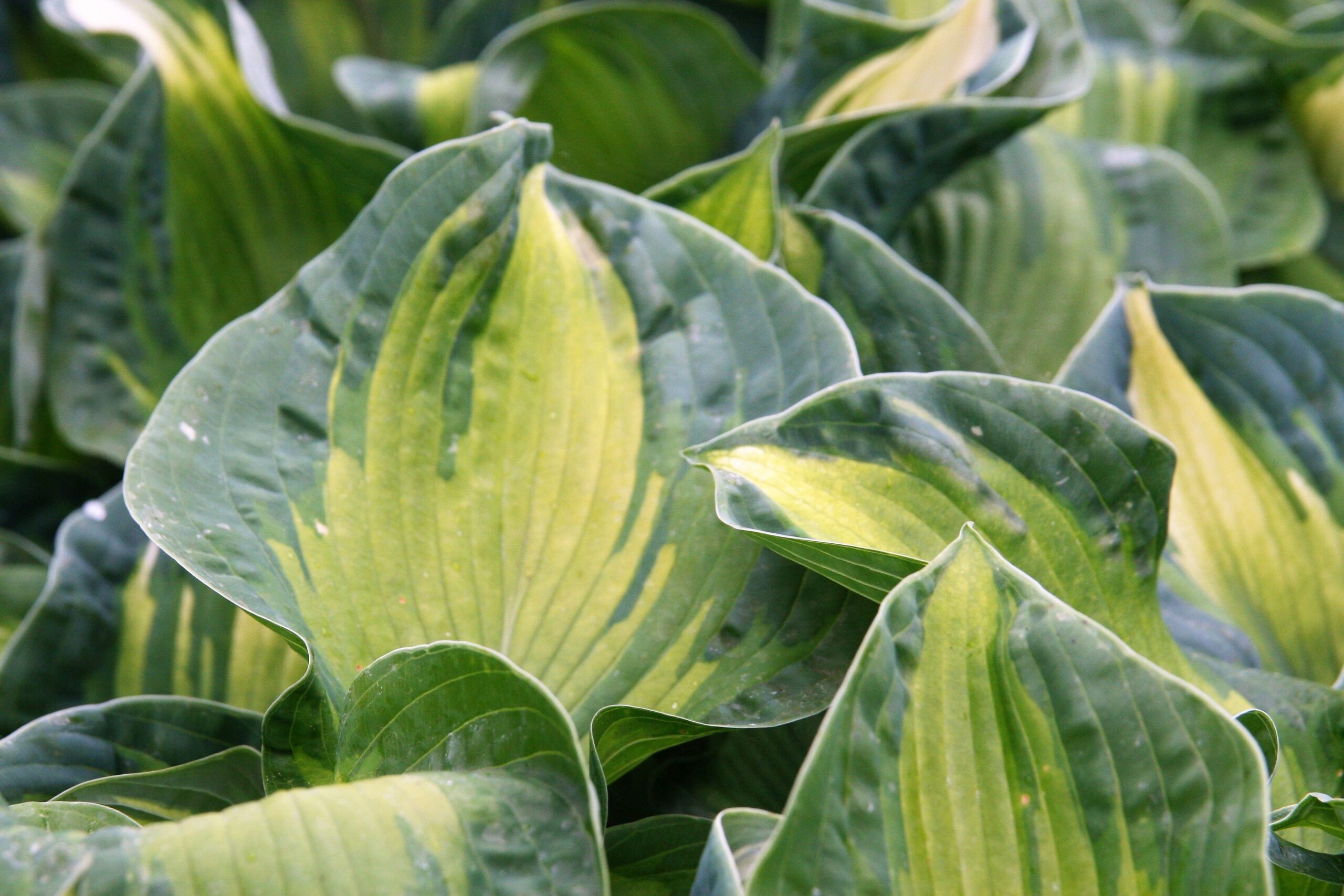 Hosta sieboldiana 'Golden Meadows'