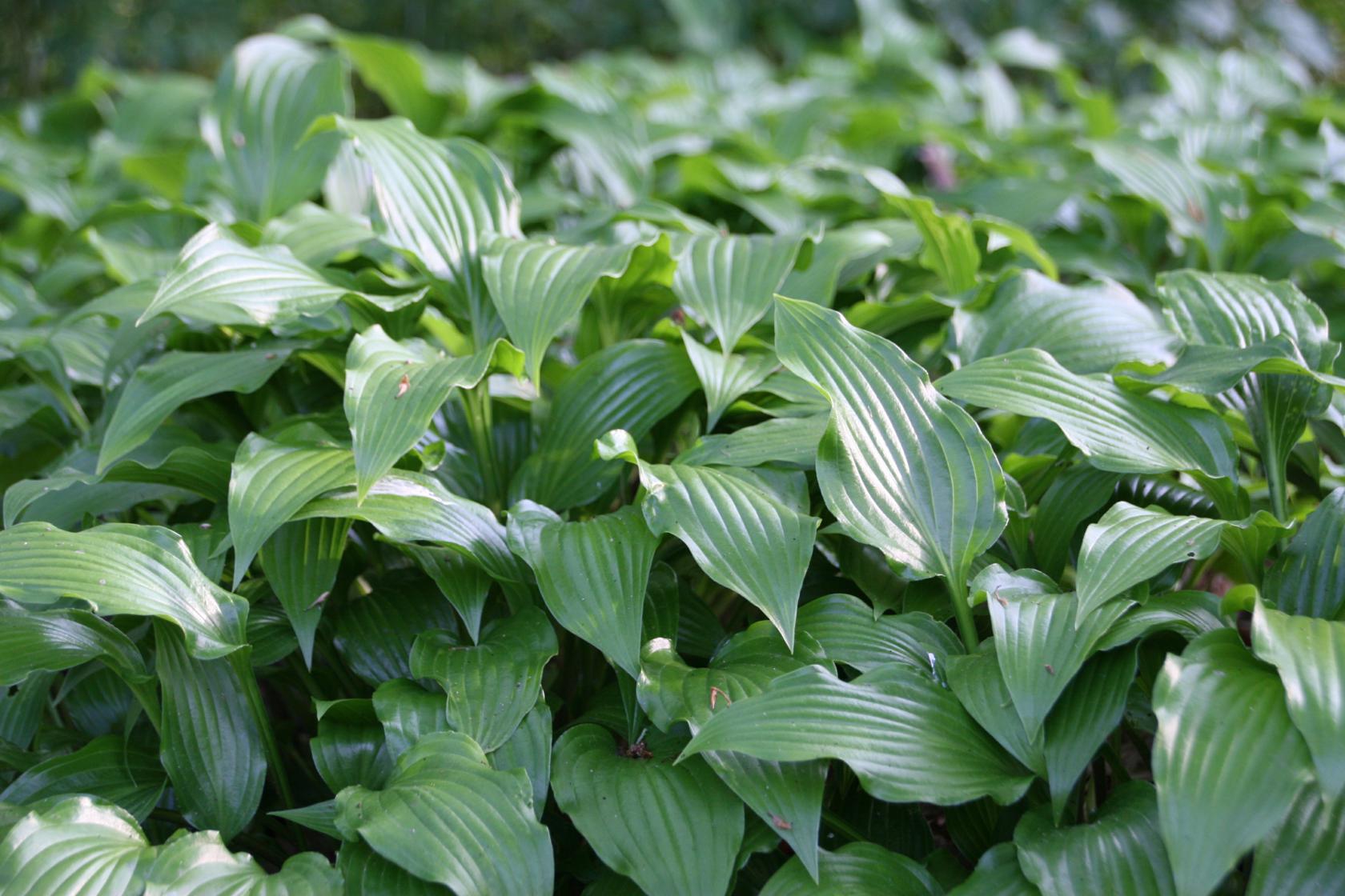 Hosta sieboldii
