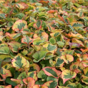 Houttuynia cordata 'Chamaeleon'