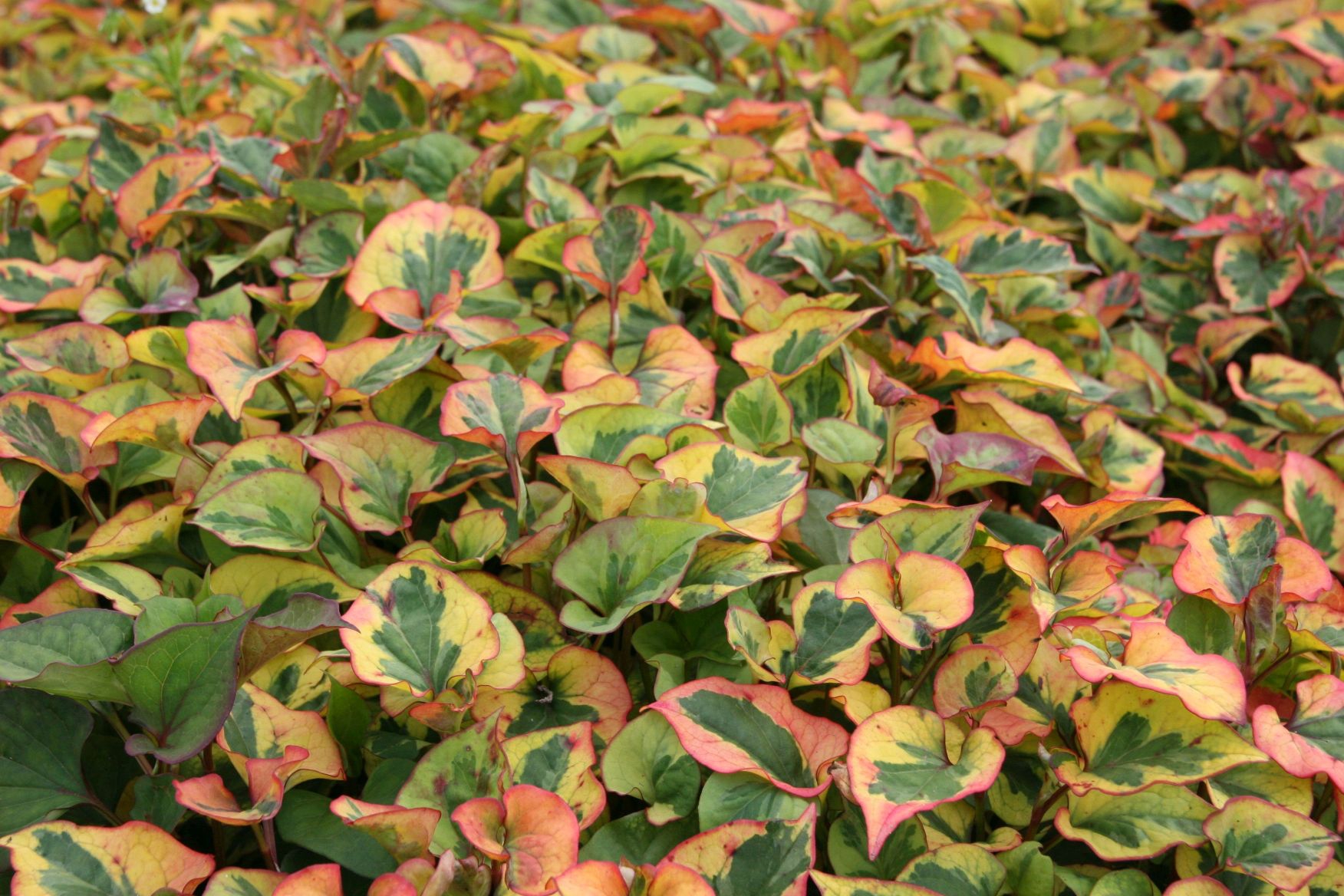 Houttuynia cordata 'Chamaeleon'