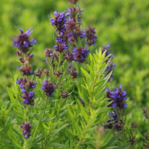 Hyssopus officinalis ssp.aristatus