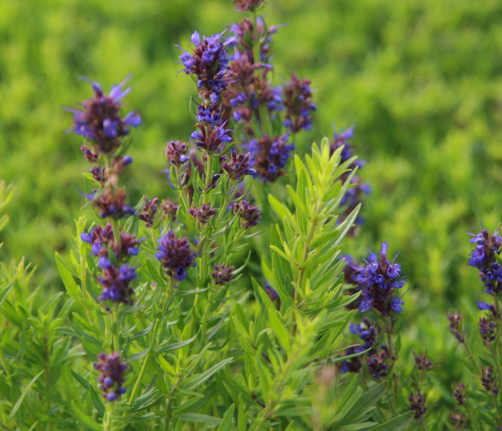 Hyssopus officinalis ssp.aristatus