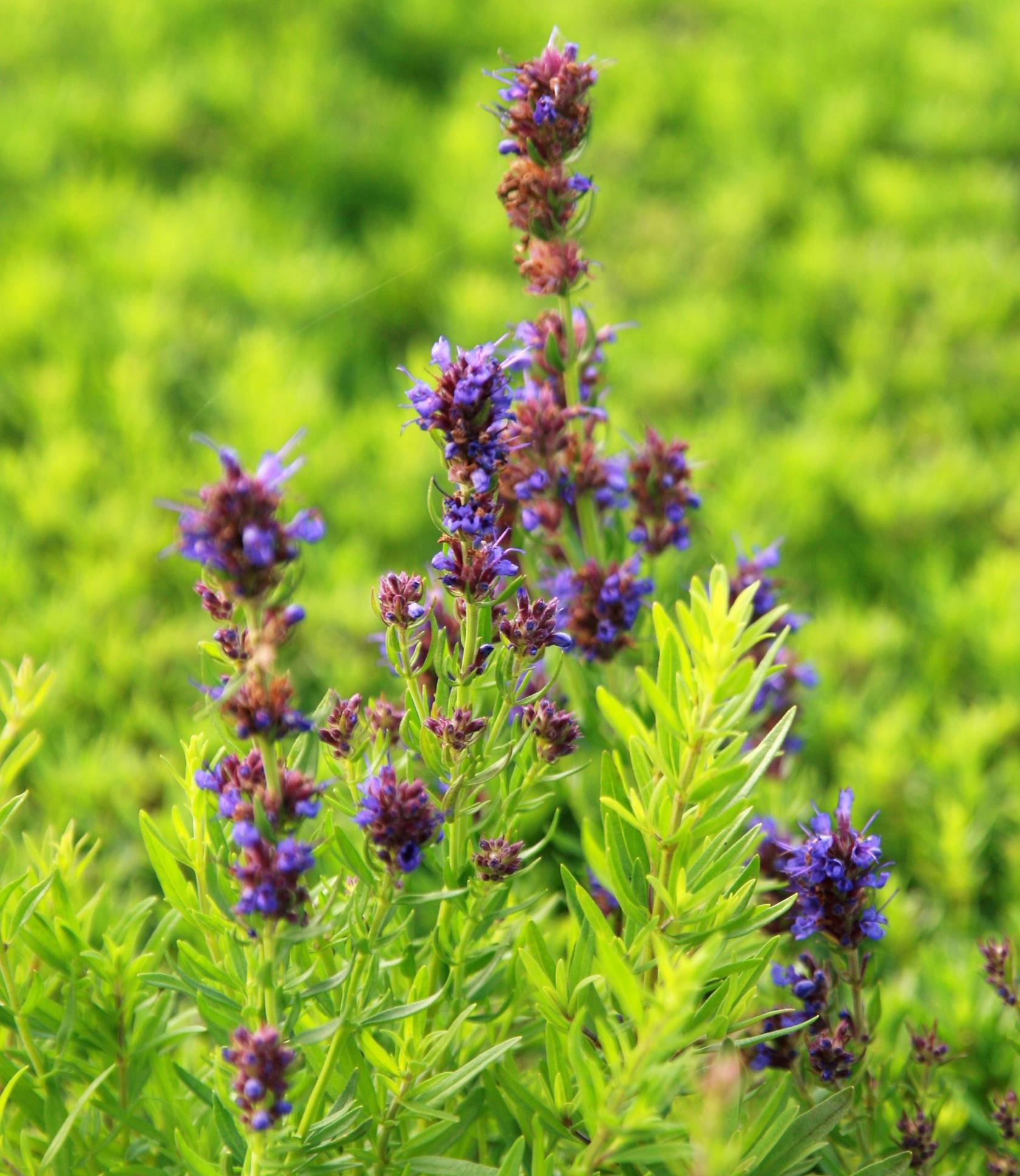 Hyssopus officinalis