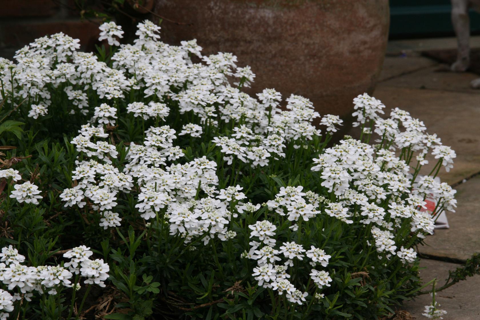 Iberis sempervirens 'Zwergschneeflocke'