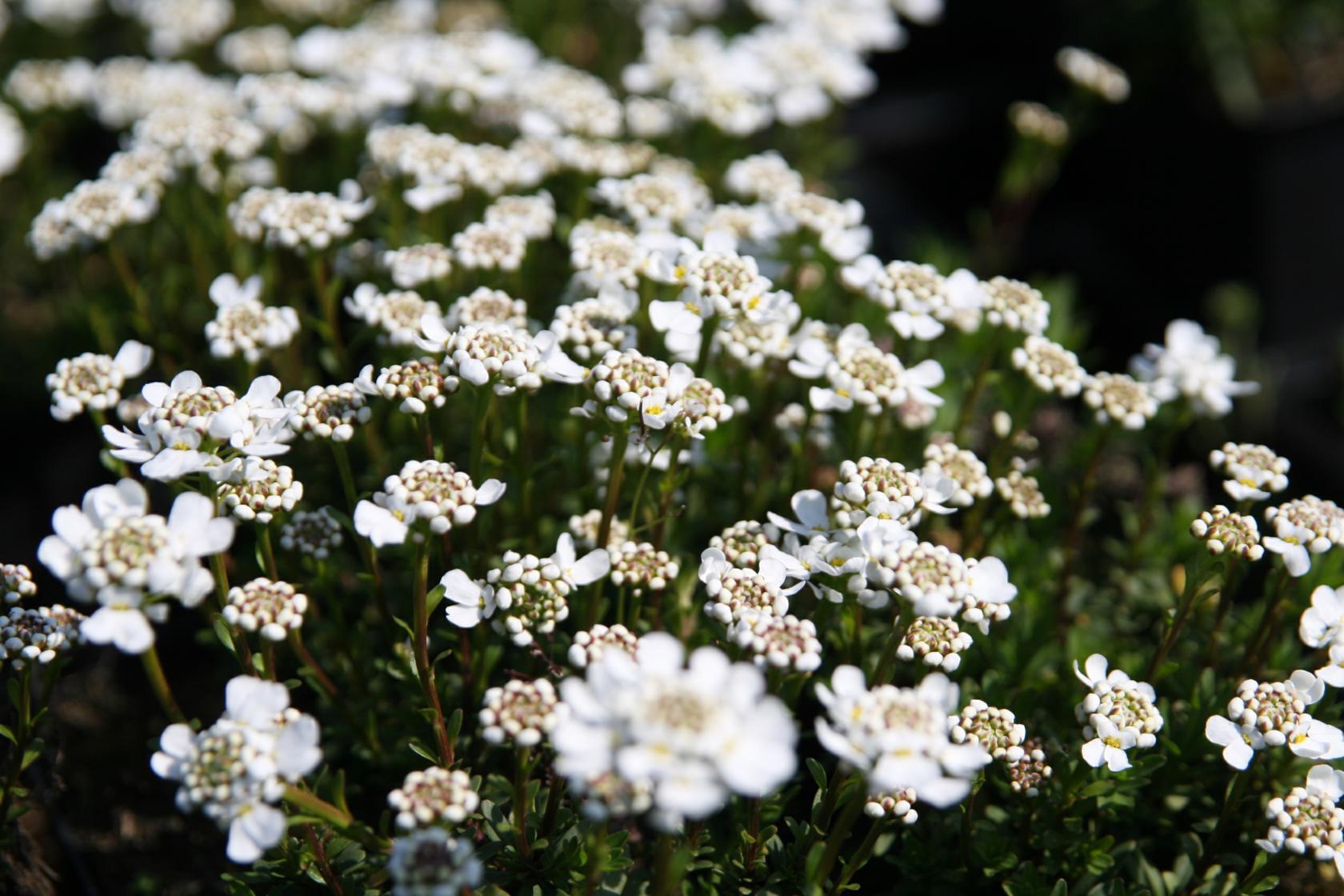 Iberis sempervirens 'Appen Etz'