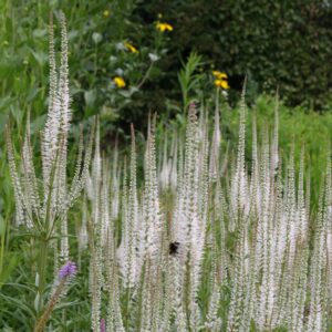 Veronicastrum virginica 'Schneespeer'