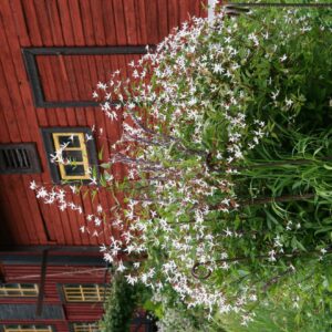 Gillenia trifoliata