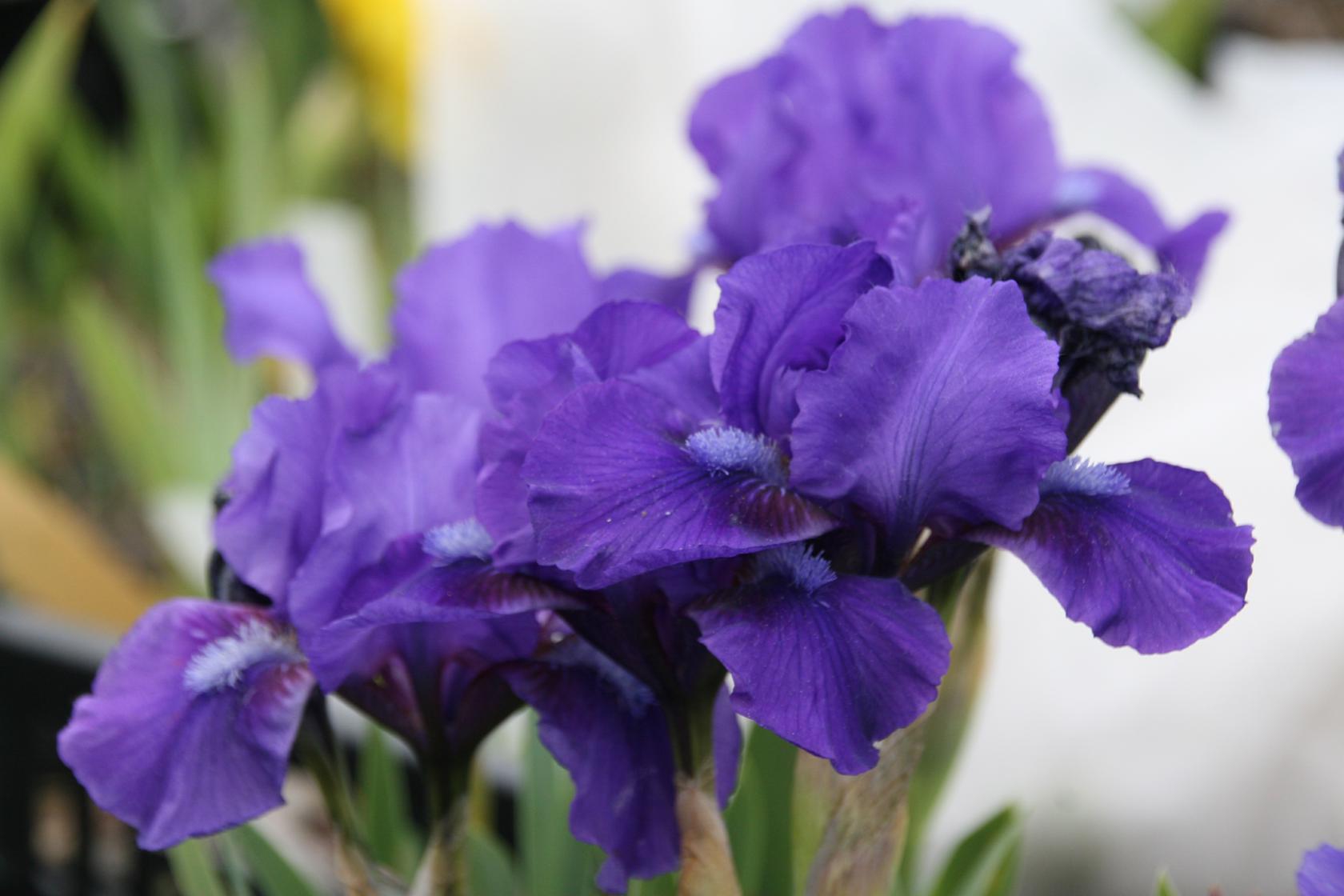 Iris x barbata-nana 'Cyanea'