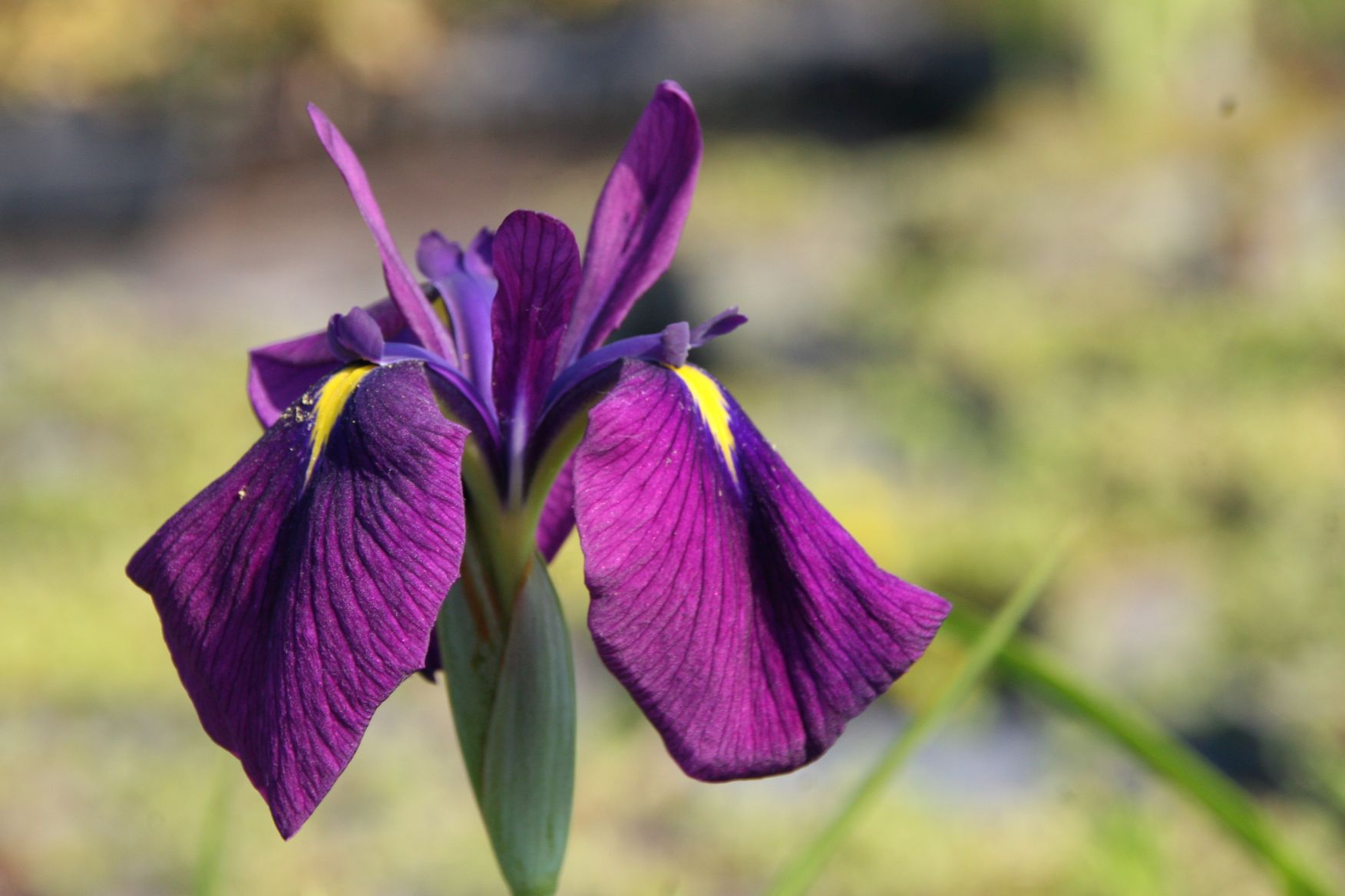 Iris ensata