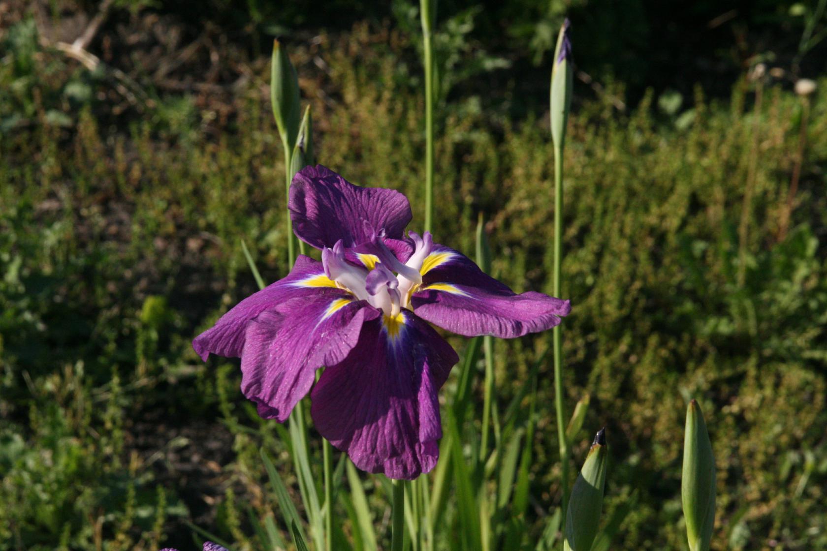 Iris ensata 'Sensation'