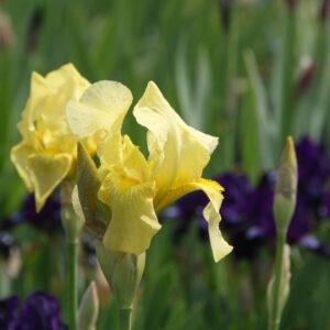 Iris x barbata elatior 'Lime Fitz'