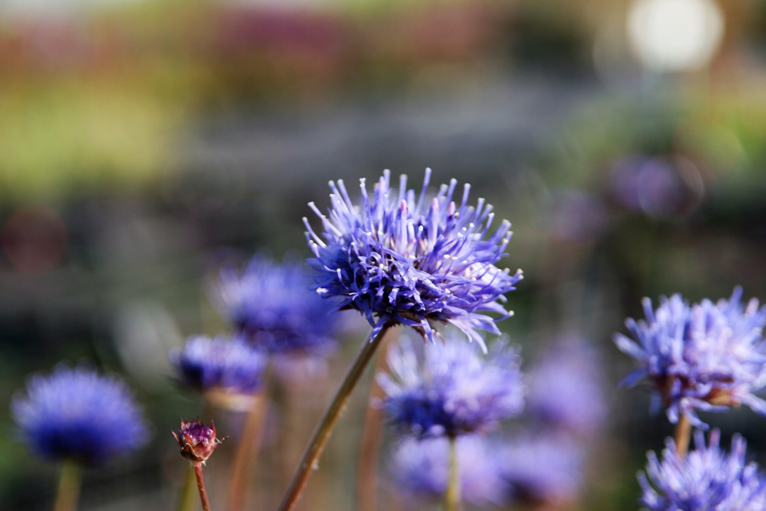 Jasione laevis 'Blaulicht'