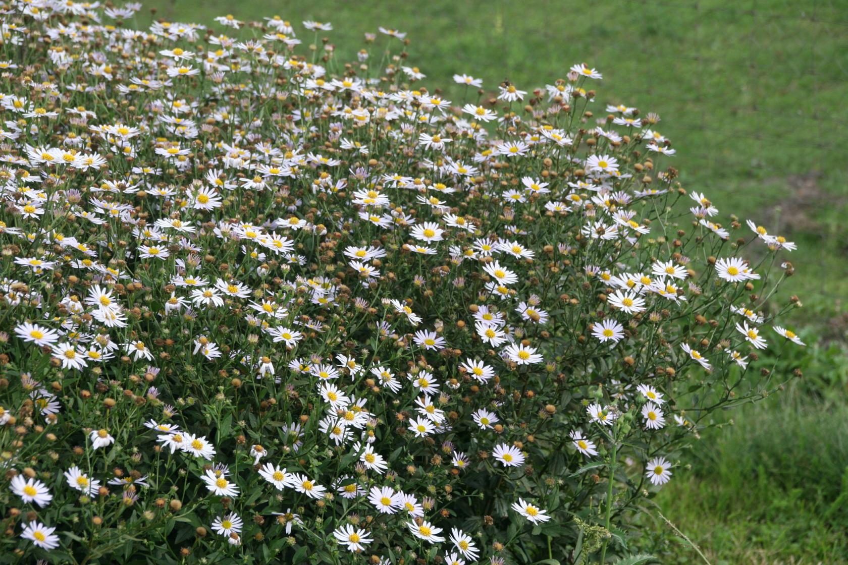 Kalimeris incisa 'Madiva'