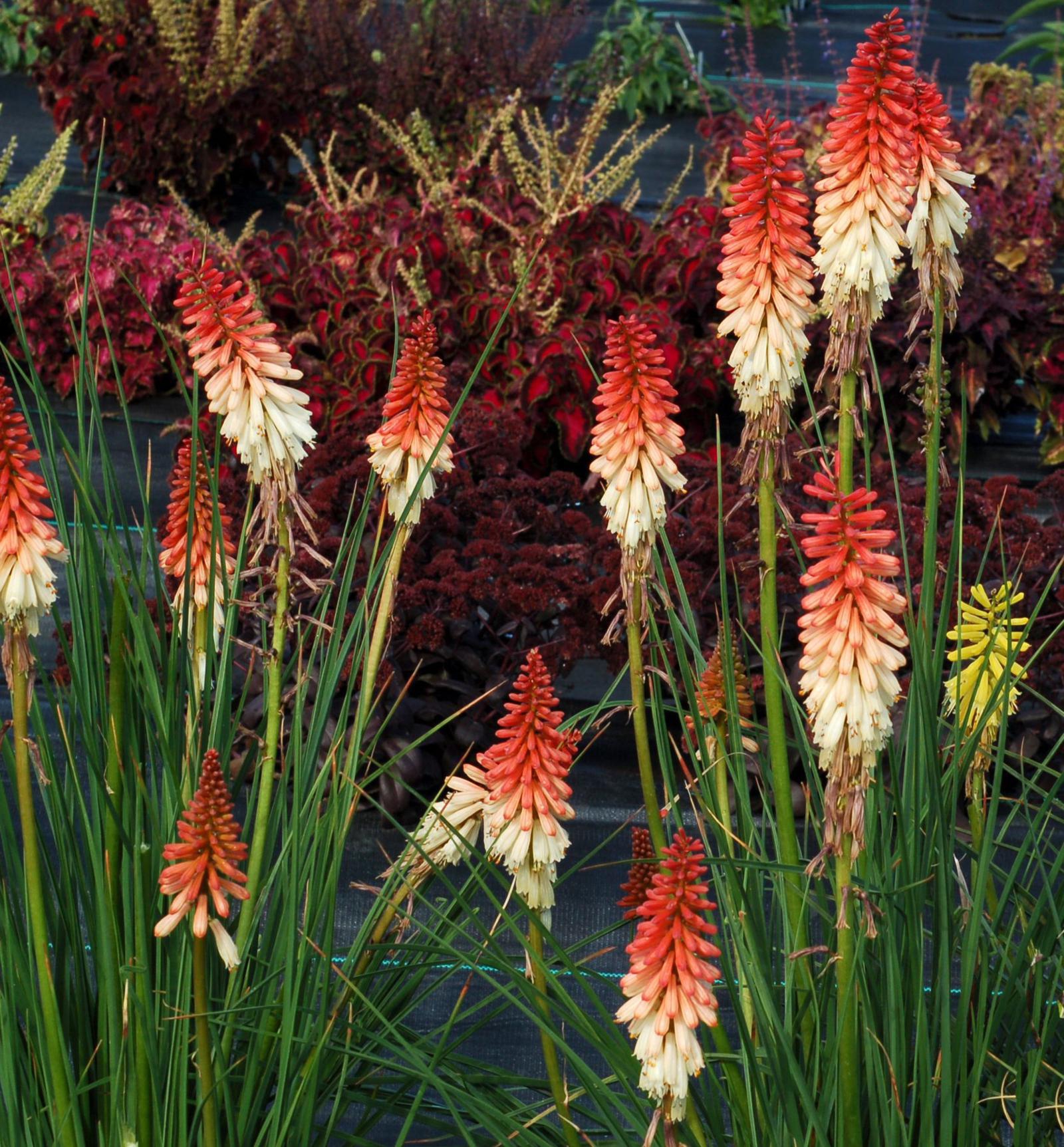 Kniphofia uvaria 'Orange Vanilla Popsicle' (S)
