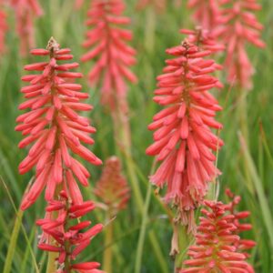 Kniphofia uvaria 'Redhot Popsicle'  (S)