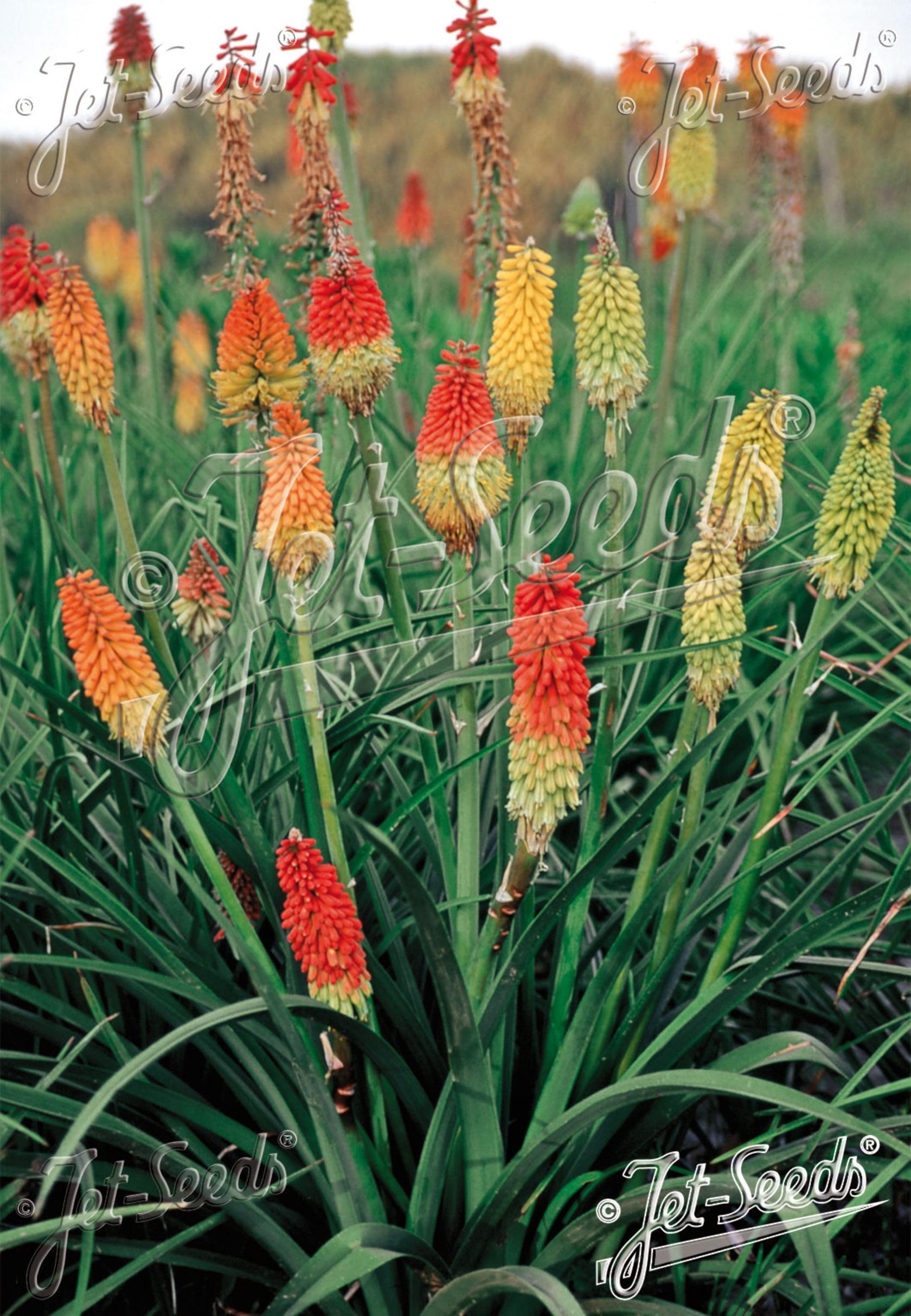Kniphofia uvaria 'Grand Mix'