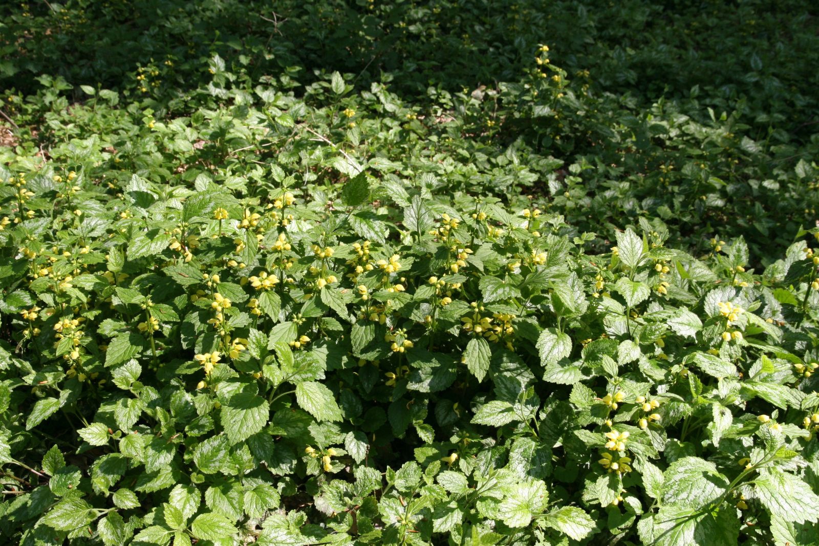 Lamiastrum galeobdolon ' Florentinum'