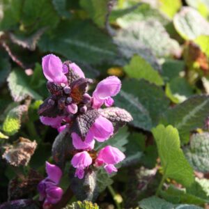 Lamium maculatum 'Chequers'