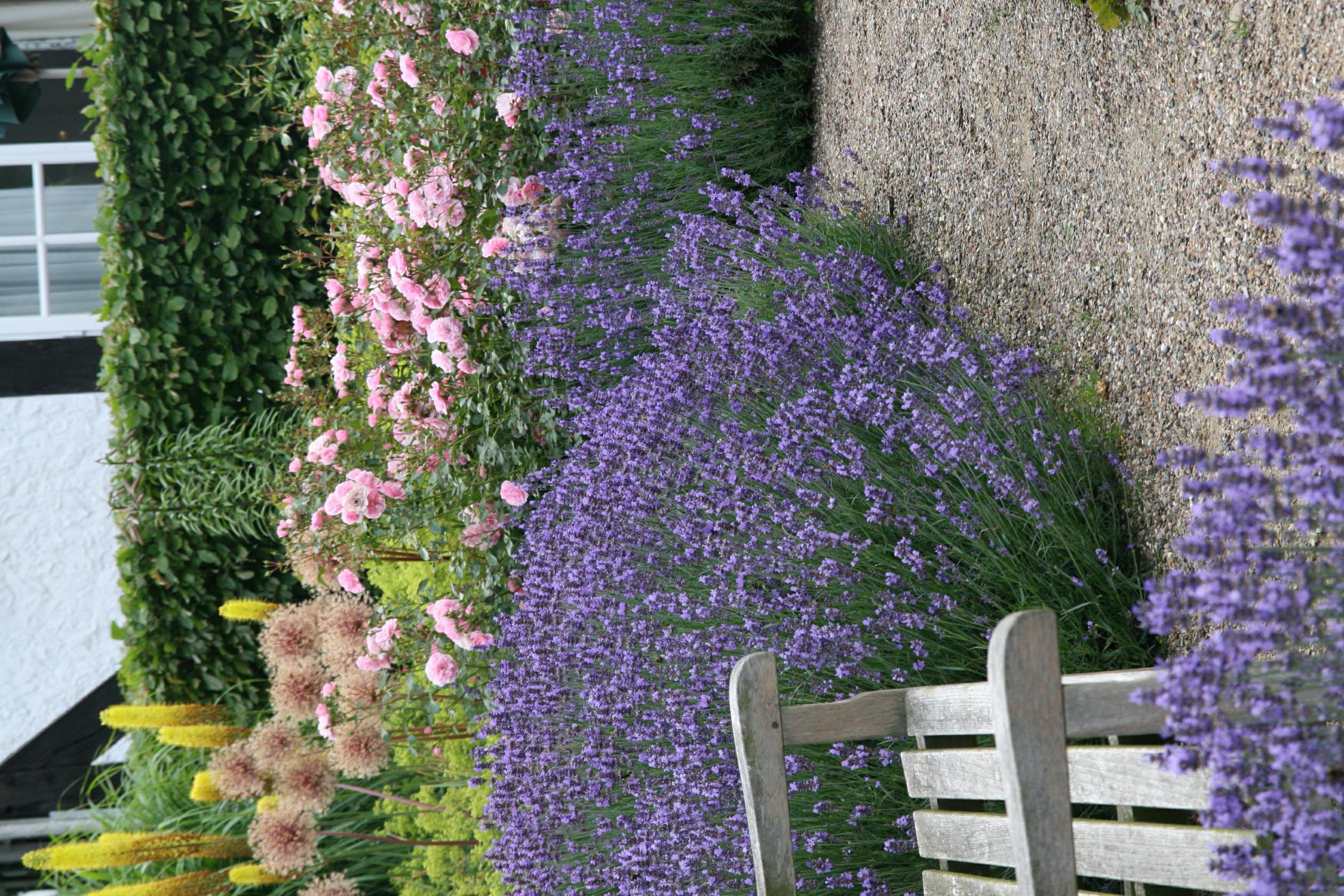 Lavandula angustifolia 'Dwarf Blue'